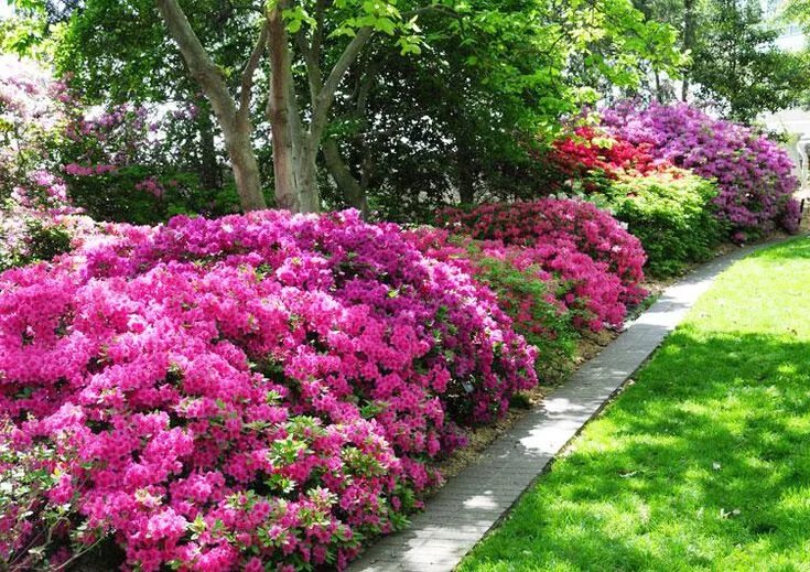 Красивые садовые цветы фото и названия Encore Azaleas are easier to grow, cold-hardy, sun-loving, come in a variety of 