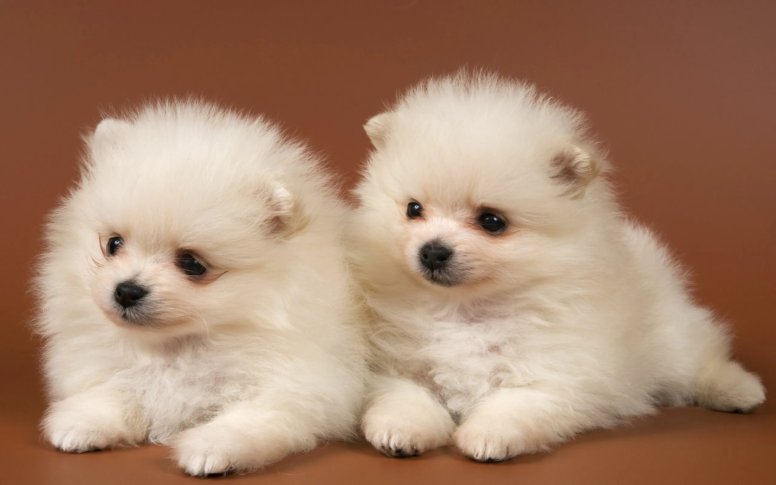 Красивые щенки фото Pin on Pomeranian Dogs