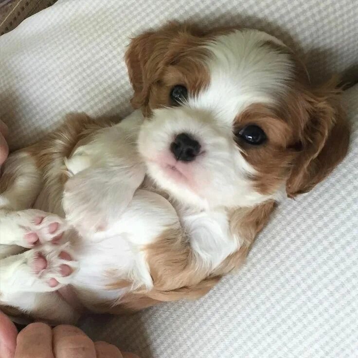 Красивые щенки фото Pin on Cavalier King Charles Spaniels