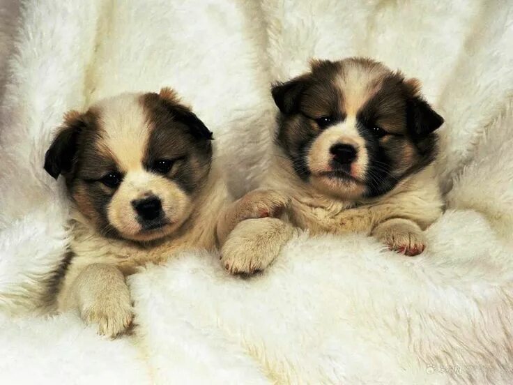 Красивые щенки фото Pin by Clu00E1udia Ferreira on Fluffy + Cute Baby dogs, Puppies, I love dogs