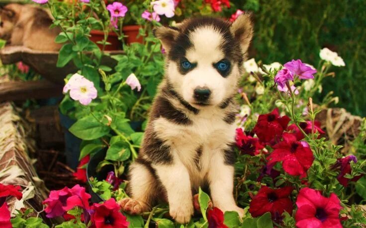 Красивые щенки фото #vetsswale Siberians are relatively easy keepers, but their thick coats require 