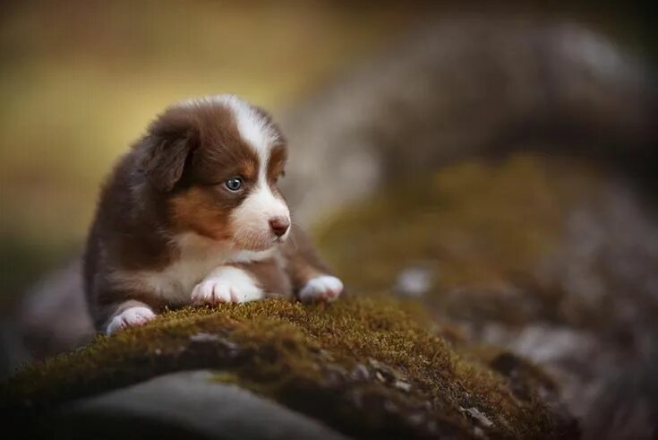 Красивые щенки фото Austrian Photographer Captures Stunningly Beautiful Portraits Of Dogs Baby dogs,