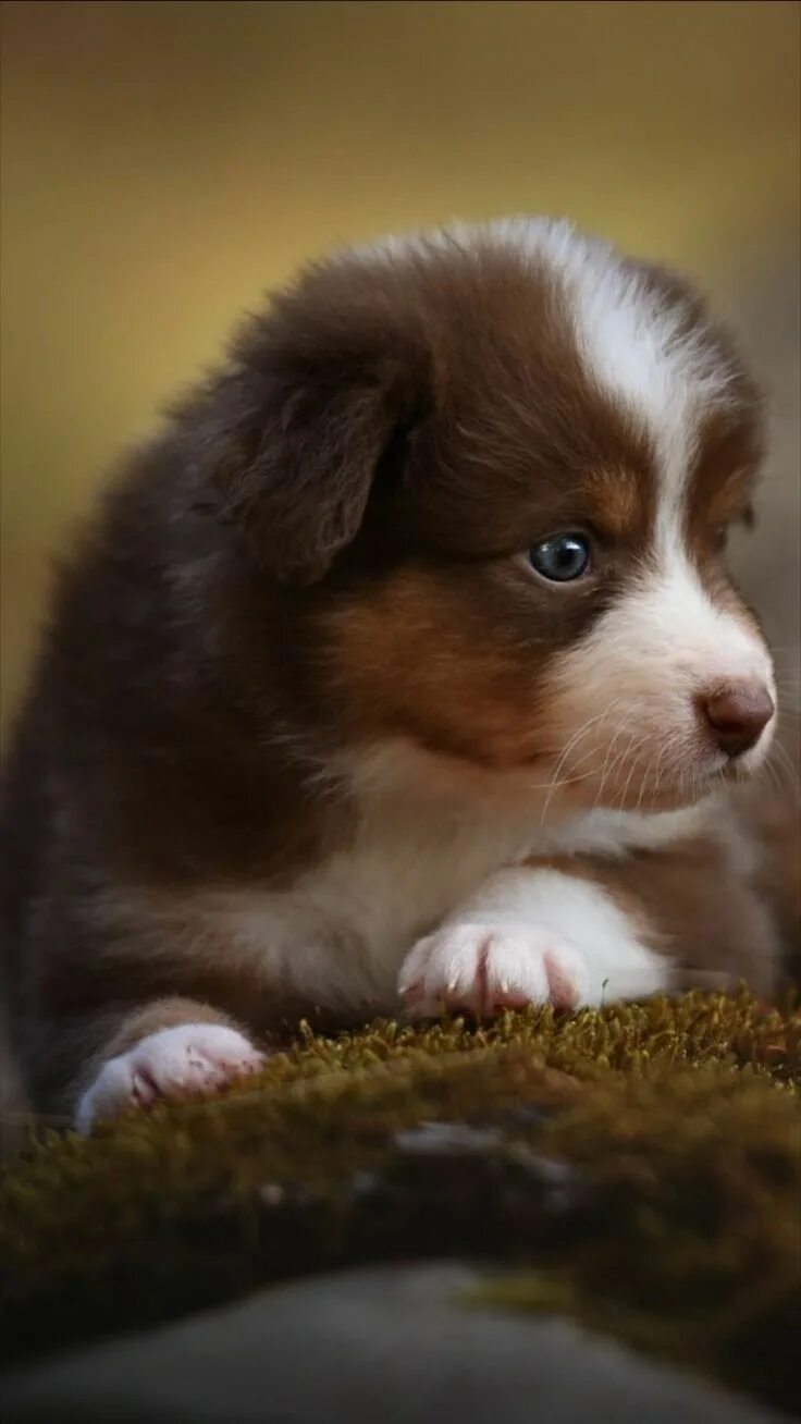 Красивые щенки фото Pin on Cute lil Puppies