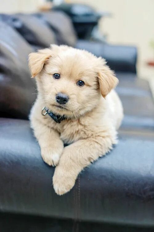 Красивые щенки фото Magical Nature Tour Puppies, Puppy pose, Cute animals