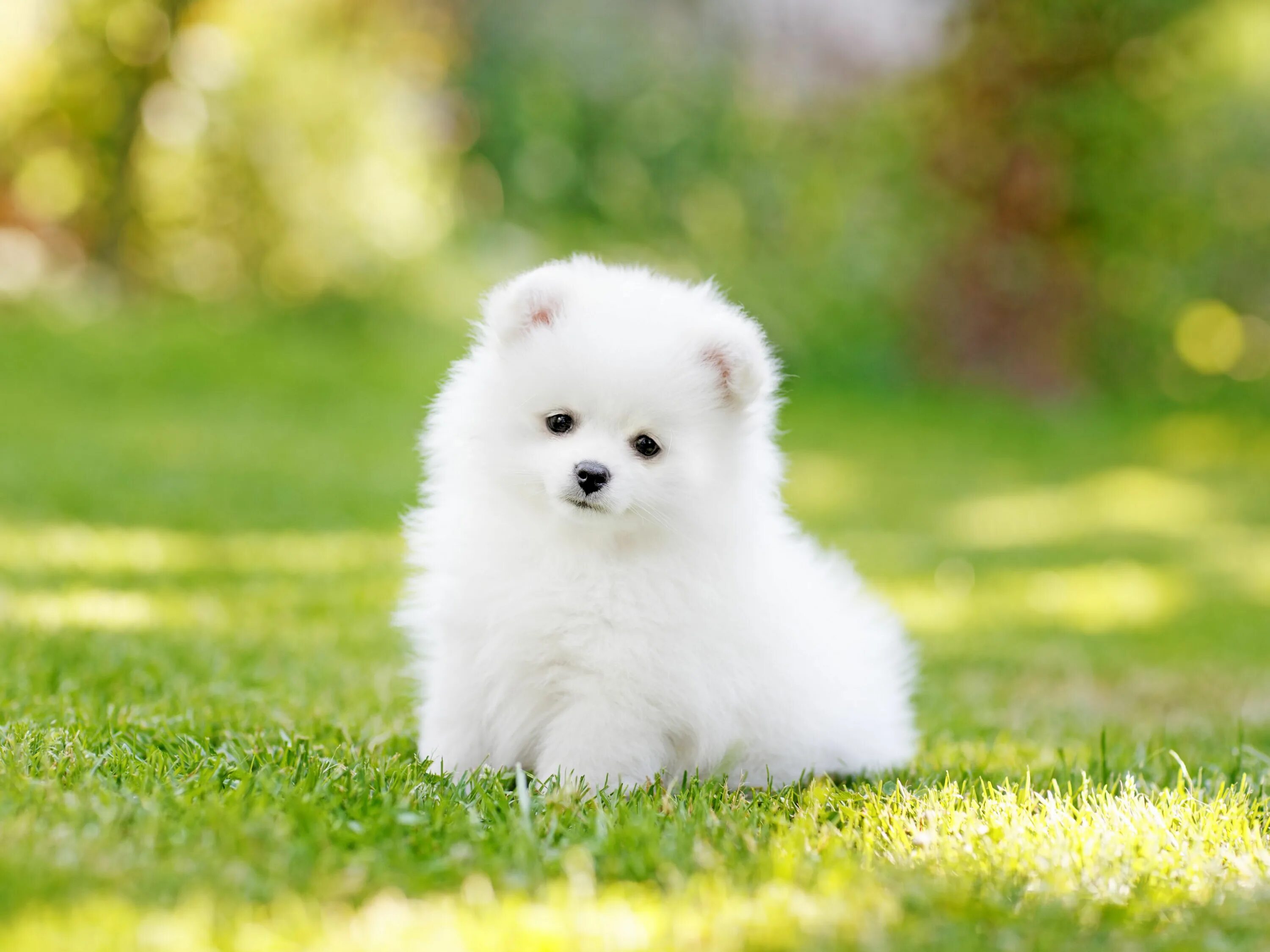 Красивые щенки фото white dog eating Puppies, Cute puppies, Fluffy dogs