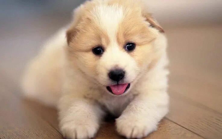 Красивые щенки фото Omg this so cute and it's just adorable Papel de parede de cão, Cães bonitos, Pa