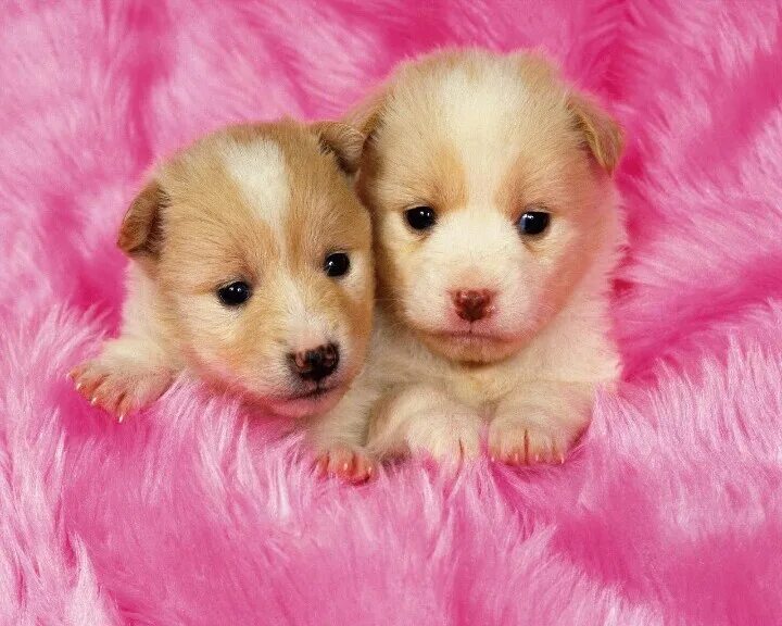 Красивые щенки фото Pin on Cuteness