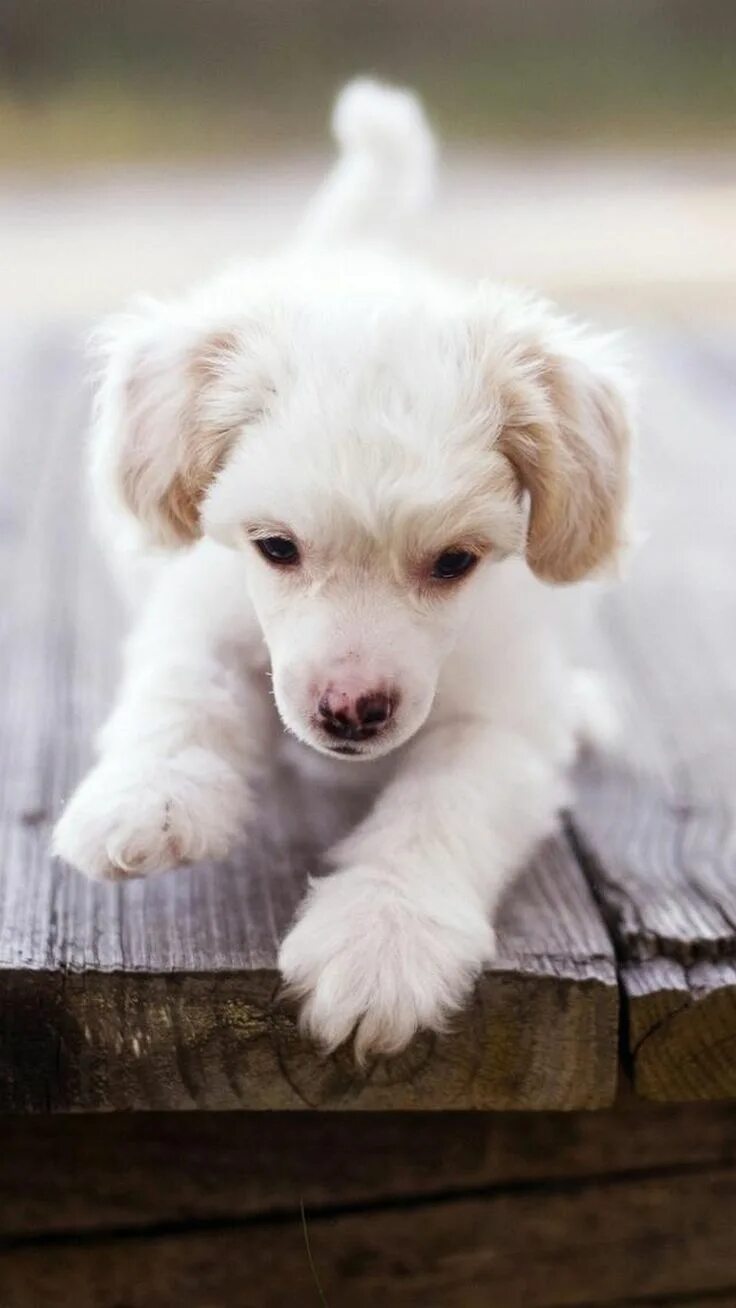 Красивые щенки фото puppy dog Puppy backgrounds, Cute puppies, Cute dogs