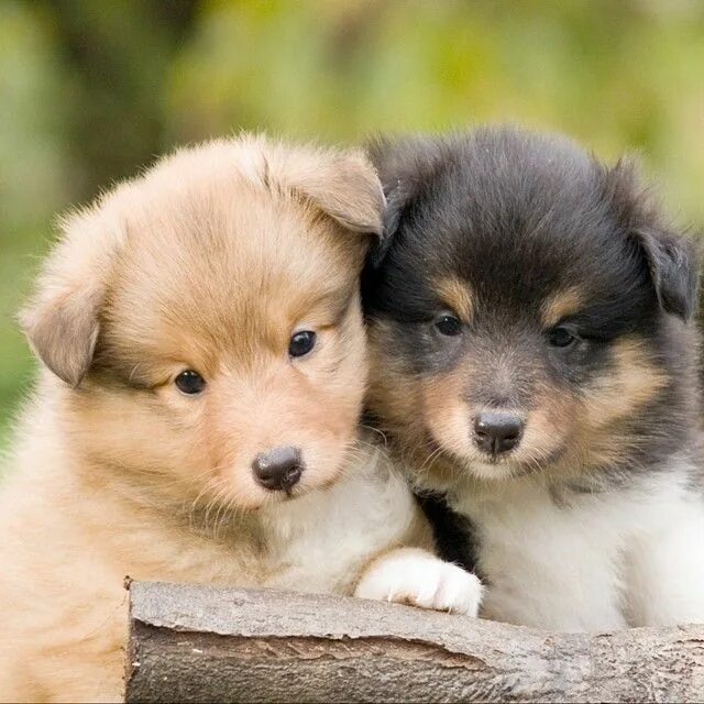 Красивые щенки фото drôles de chiens Puppies, Cute dogs, Cute puppies