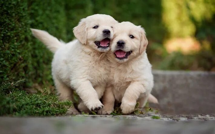Красивые щенки фото Download wallpapers golden retriever, couple of small puppies, cute little dogs,