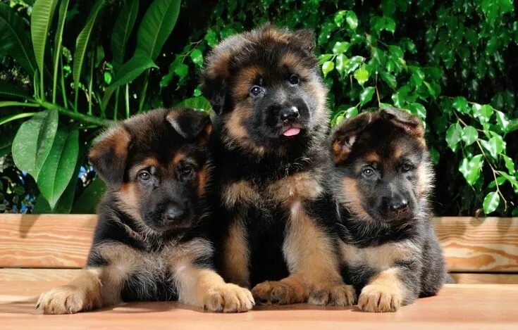 Красивые щенки овчарки фото Siblings hanging out German sheperd dogs, Purebred german shepherd puppies, Shep