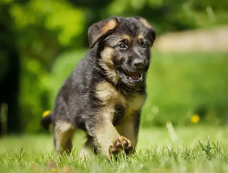 Красивые щенки овчарки фото German Shepherd Puppies Зображення - огляд 114,673 Стокові фото, векторні зображ