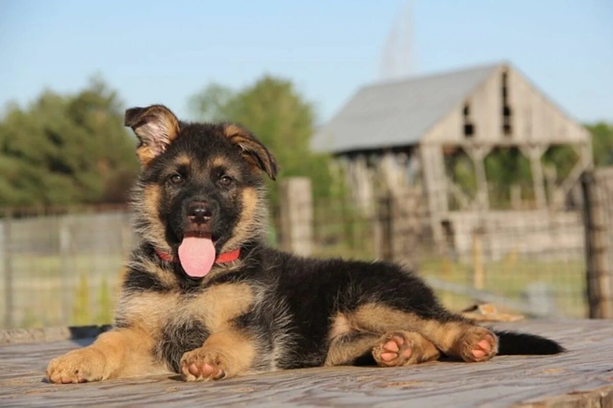 Красивые щенки овчарки фото 16 Ways to Stop a German Shepherd Puppy From Biting (Video of Bite Inhibition Ga
