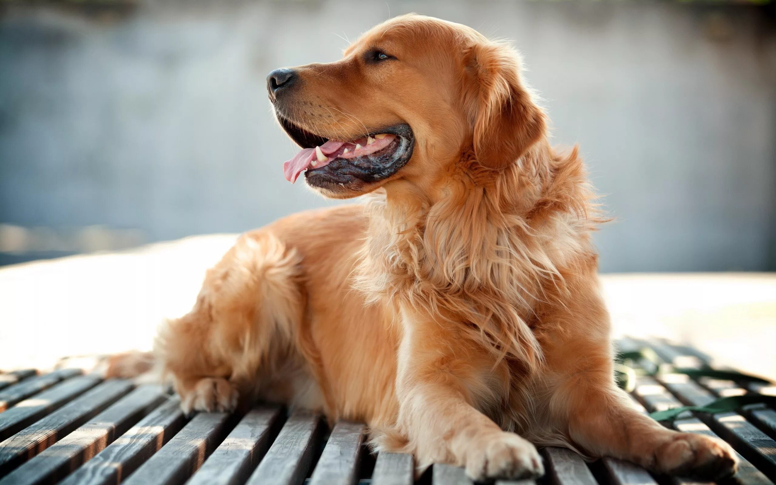 Красивые собаки фото Wallpaper : animals, golden retrievers, Nova Scotia Duck Tolling Retriever, pupp