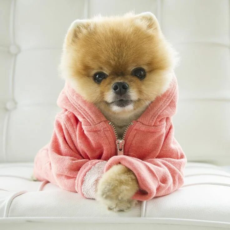 Красивые собаки фото jiff on Instagram: "jiff" Cute baby animals, Cute animals, Cute dogs