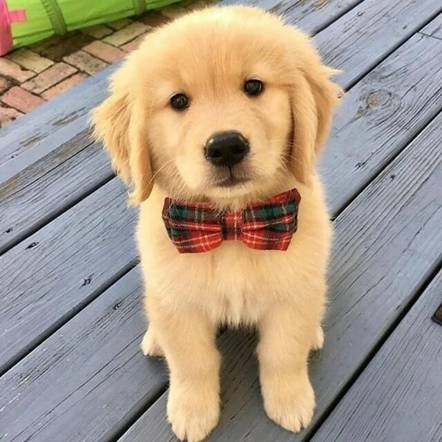 Красивые собаки фото #puppies #puppy #dog #dogs #puppylover #puppieslovers #theloveofpuppies #cutepup