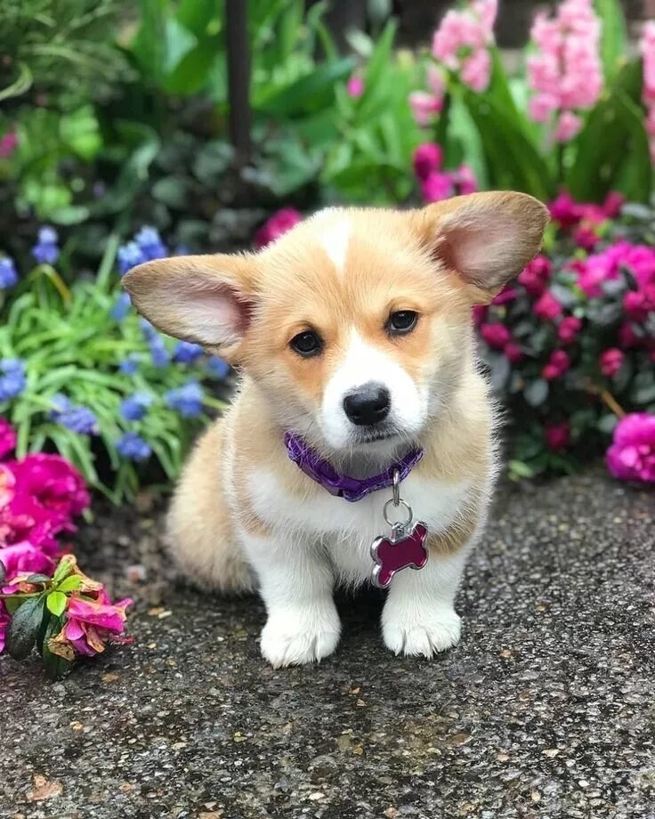 Красивые собаки фото Corgis FTW on Instagram: "Wait... You're telling me it's only Tuesday? Creds @mo
