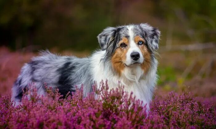 Красивые собаки фото 500+ Australian Shepherd Names for Your Aussie Pup! PetPress Australian shepherd