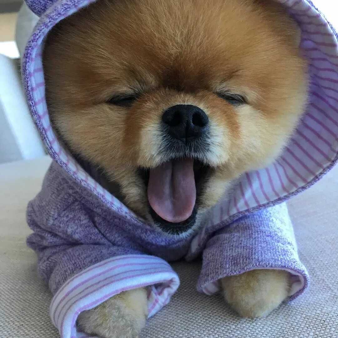 Красивые собаки мира фото Jiffpom Baby dogs, Cute funny animals, Cute baby animals