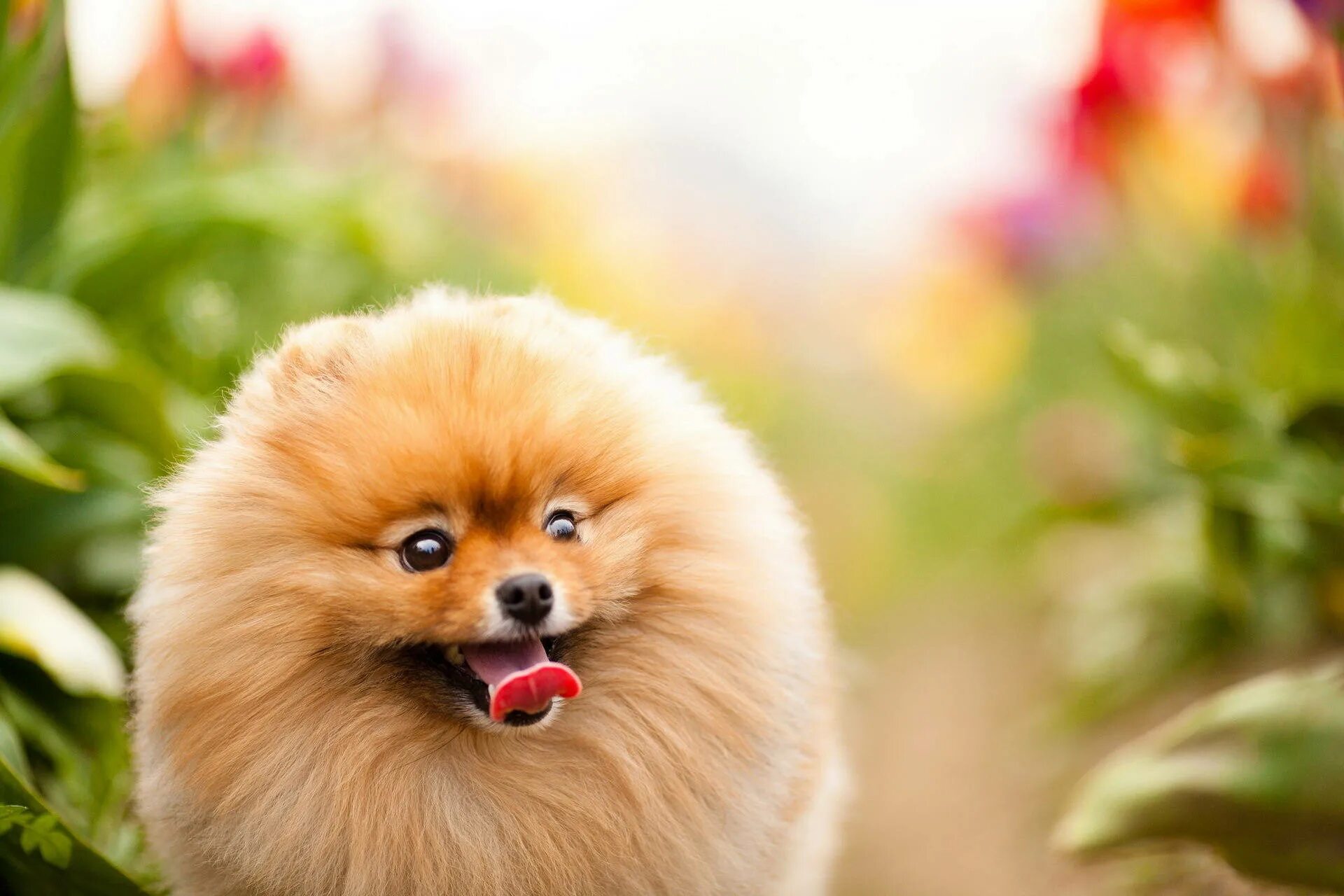 Красивые собаки мира фото Download Happy Pomeranian Round Cut Hair Wallpaper Wallpapers.com