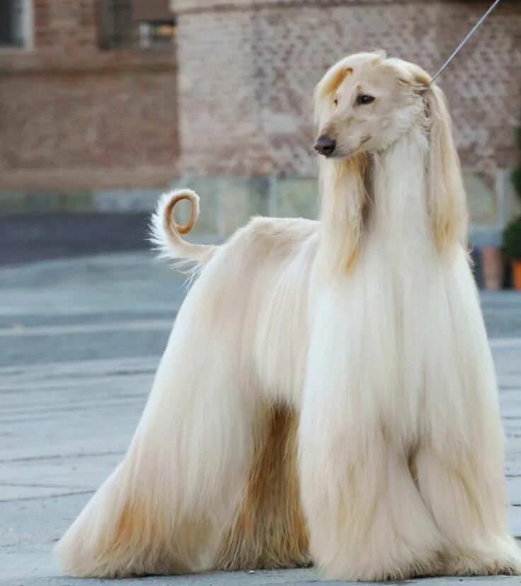 Красивые собаки мира фото Nice looking Afghan hound. #dogpictures #dogs #aww #cuteanimals #dogsoftwitter #