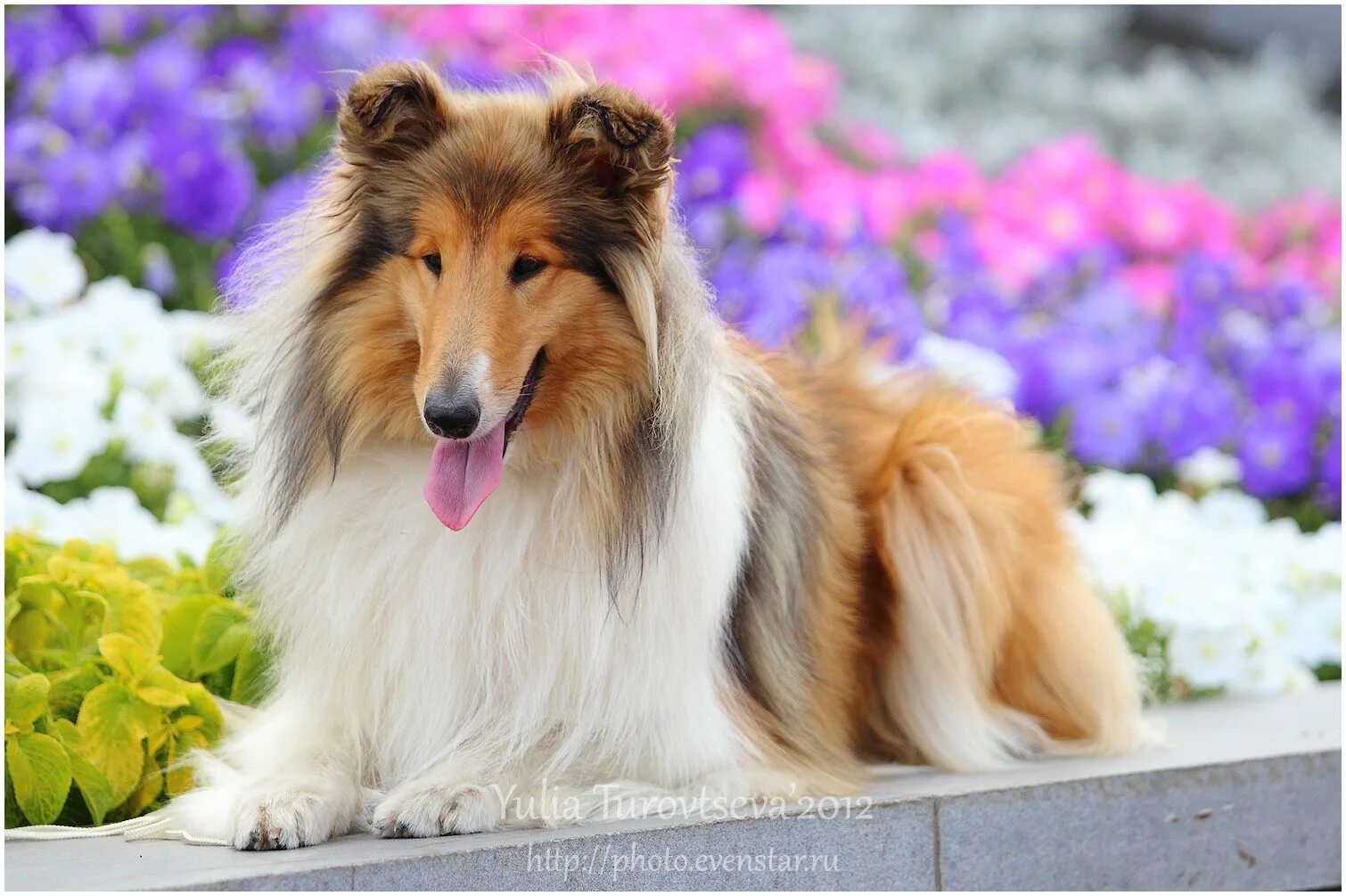 Красивые собаки мира фото Rough collie Hond wallpaper, Collie hond, Schilderij met steentjes
