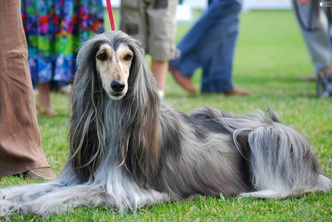 Красивые собаки мира фото Афганская борзая - Путешествуем вместе Dogs, Dog breeds, Afghan hound