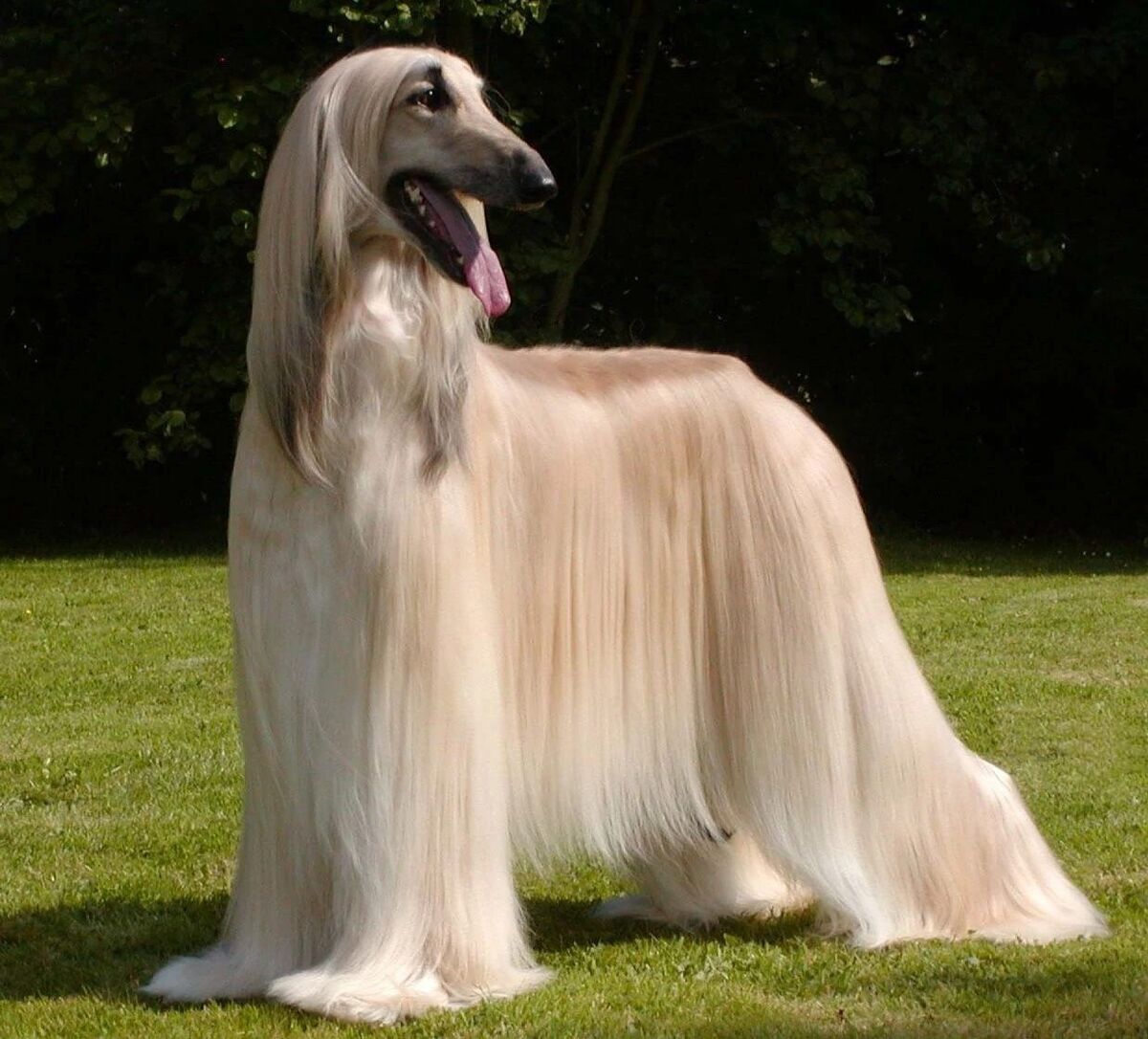 Красивые собаки мира фото Afghan Hound Dogs and Puppies Wiki Fandom