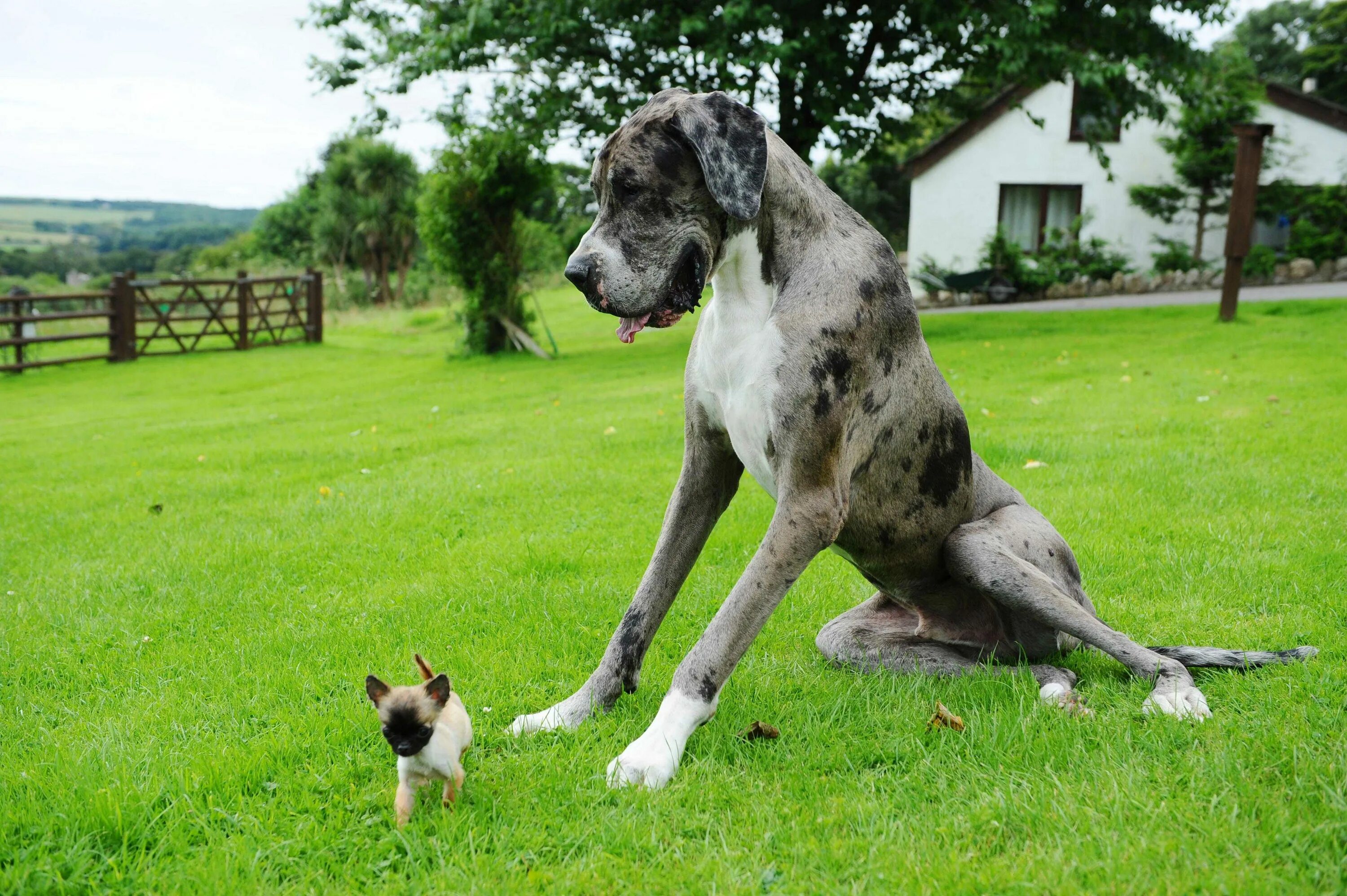 Красивые собаки мира фото Картинки I LIKE BIG DOGS
