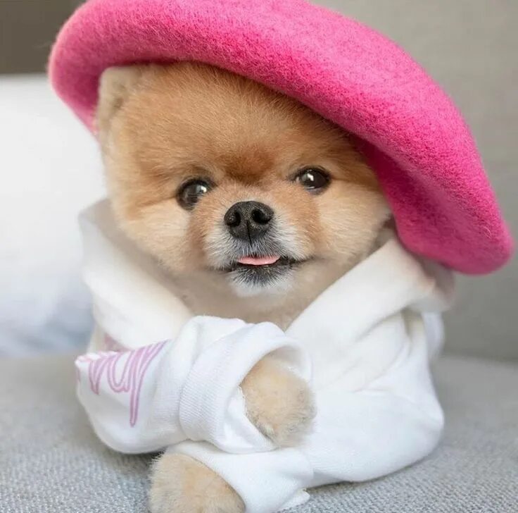 Красивые собаки мира фото Pin by Sammi Piemonte on Dogs Cute pomeranian, Boo the dog, Cute baby dogs