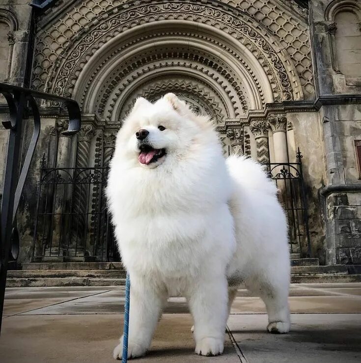 Красивые собаки мира фото Pin by thevshel on Samoyeds Samoyed dogs, Dogs, Cute dogs
