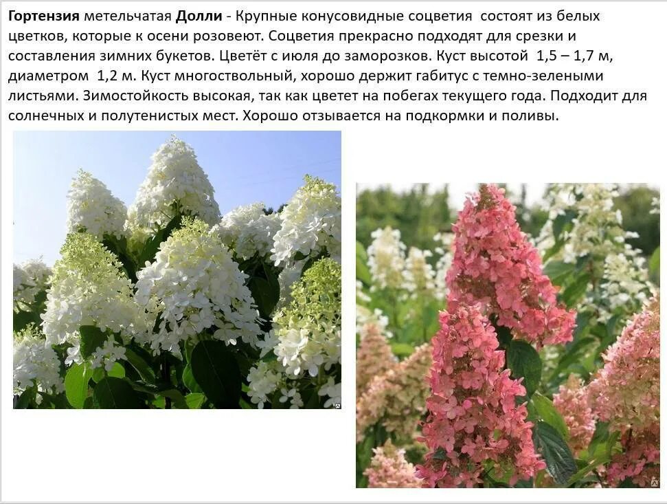 Красивые сорта гортензии метельчатой фото описание Гортензия метельчатая, посадка и уход кустарника, сорта с фото, размножение
