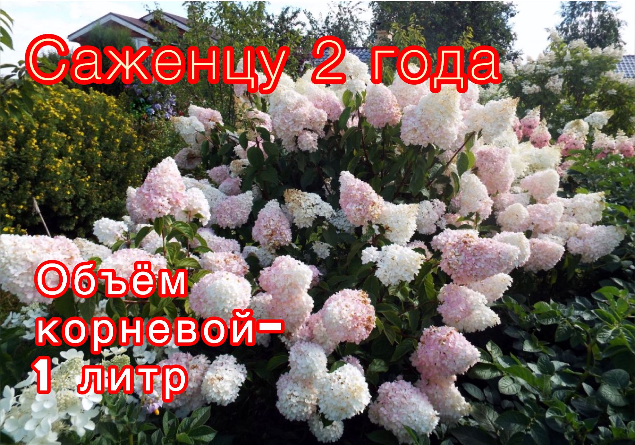 Красивые сорта гортензии метельчатой фото описание Характеристики Гортензия Саммер Лав (Summer Love) 2 года, 1 литр, подробное опис