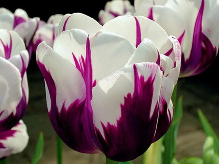 Красивые сорта тюльпанов фото с названиями Tulip 'Rembrandt Favourite' Spring perennials, Spring flowering bulbs, Tulips