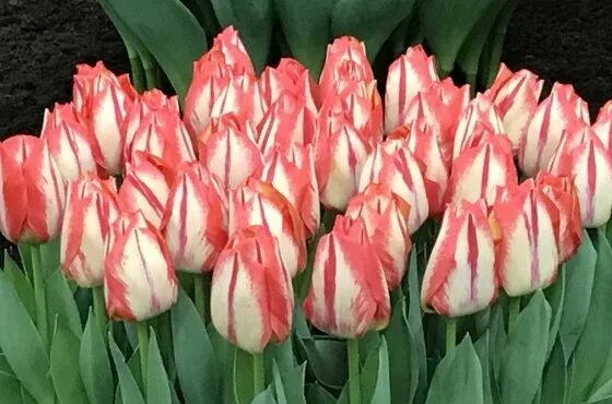 Красивые сорта тюльпанов фото с названиями Tulip-enkel