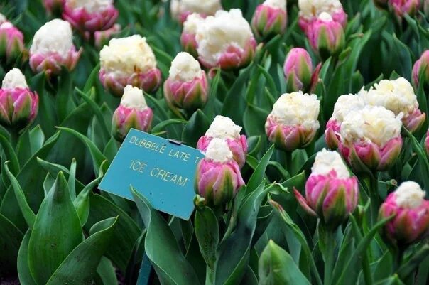 Красивые сорта тюльпанов фото с названиями Тюльпан Ice Cream (мороженое) 2014 Home Garden Сад, огород, дача ВКонтакте