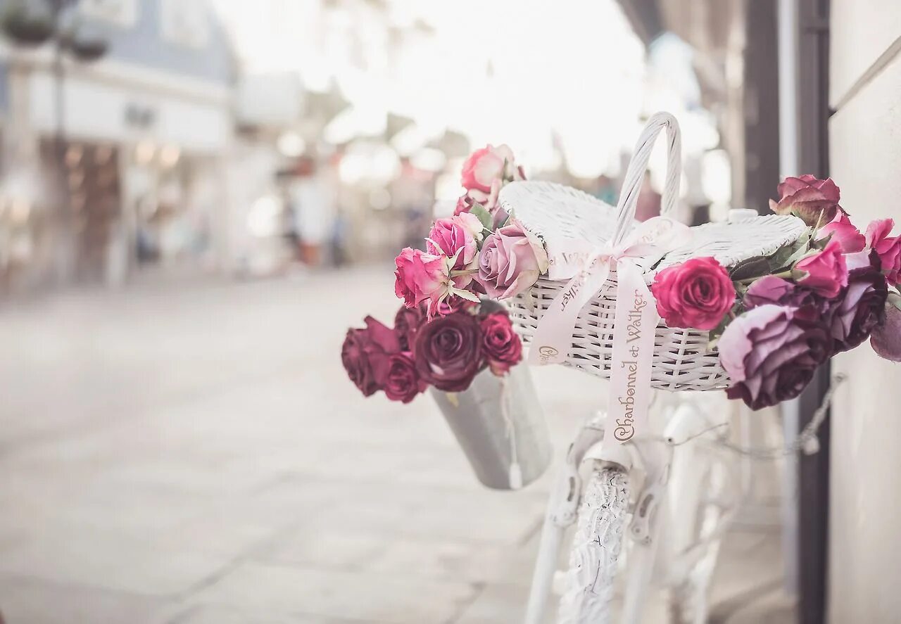 Красивые стильные фото цветов Upptäck och dela de allra vackraste bilderna från hela världen Fleur rose, Papie