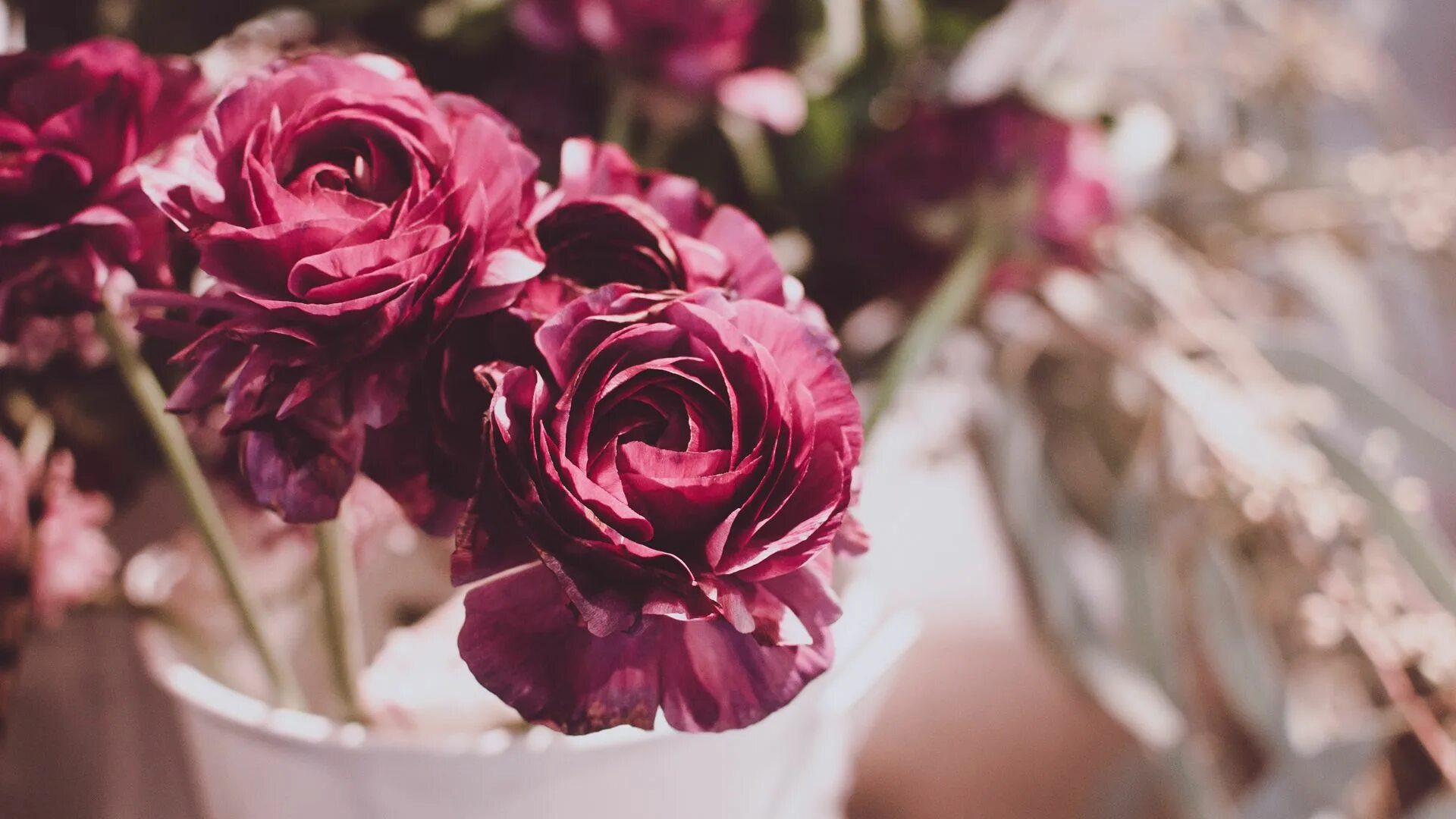 Красивые стильные фото цветов Download wallpaper 1920x1080 flowers, buds, blur full hd, hdtv, fhd, 1080p hd ba