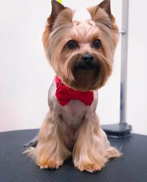 Красивые стрижки йорка фото Photo: Mr. Groom, pet salon, Екатеринбург, Бисертская улица, 29 - Yandex Maps