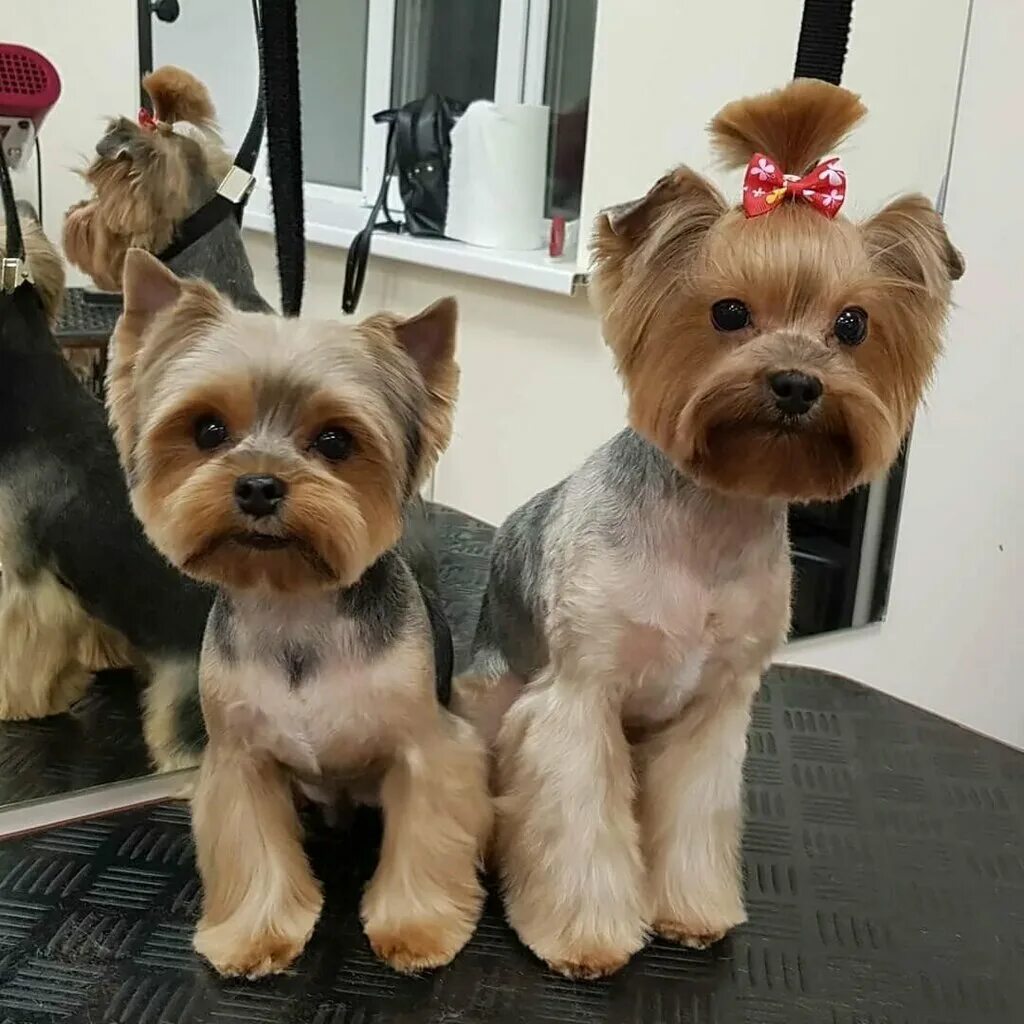 Красивые стрижки йорка фото Счастливый Хвостик, pet salon, Krasnodar, Korenovskaya ulitsa, 61 - Yandex Maps