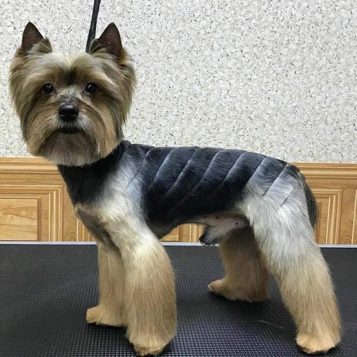 Красивые стрижки йорка фото Stylish Yorkie Hairstyles for Square-Faced Males