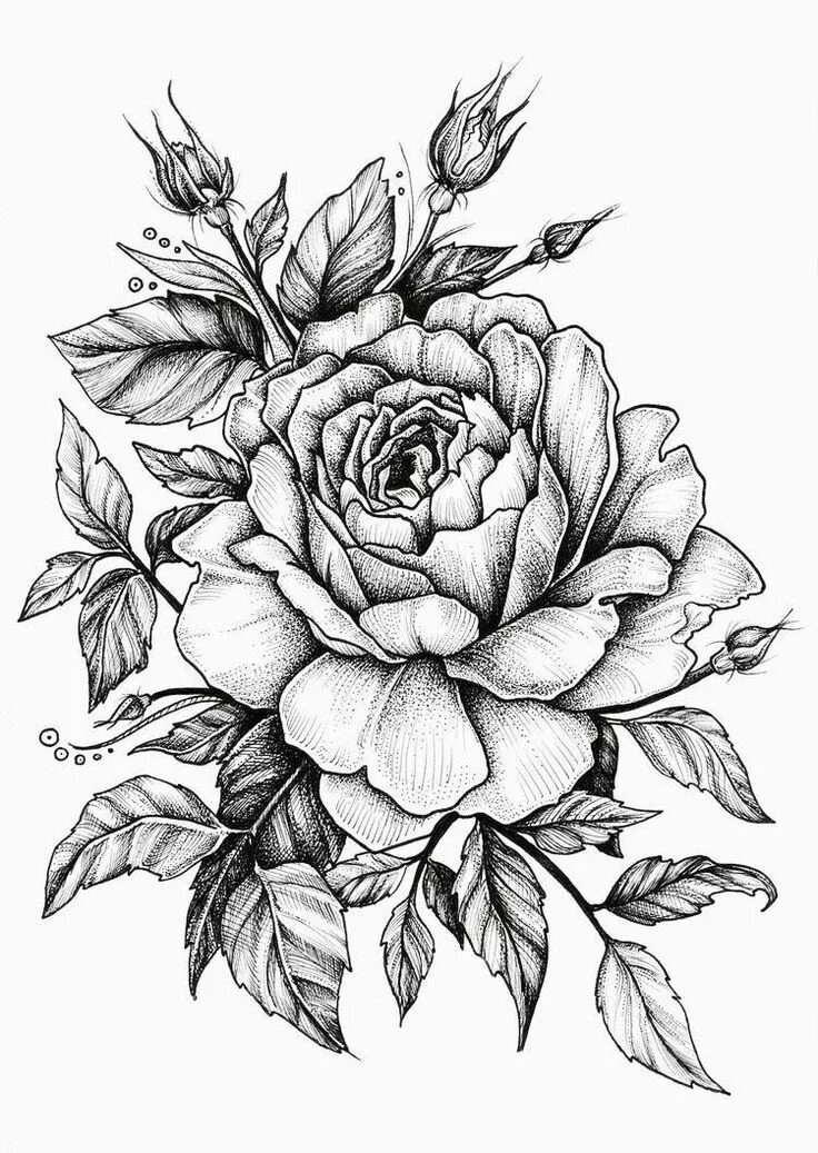 Красивые тату фото эскизы 25 Beautiful Flower Drawing Information & Ideas Brighter Craft Rose drawing tatt