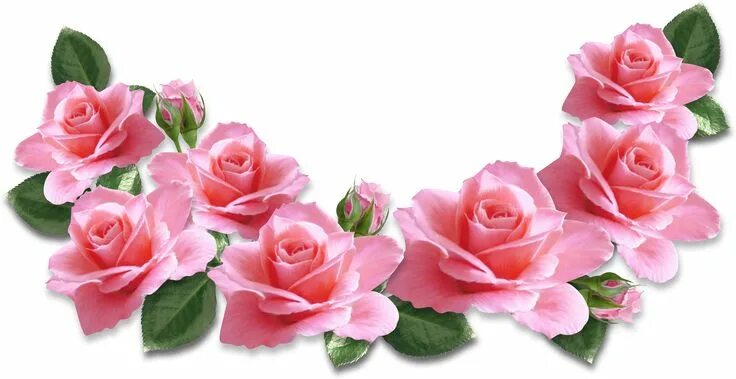 Красивые цветочки для оформления Pink Roses Decoration PNG Clipart Image Rose flower wallpaper, Flowers, Rose