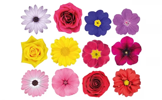 Красивые цветочки для оформления Russia Flowers. Flower Arrangements * FlowersRussian