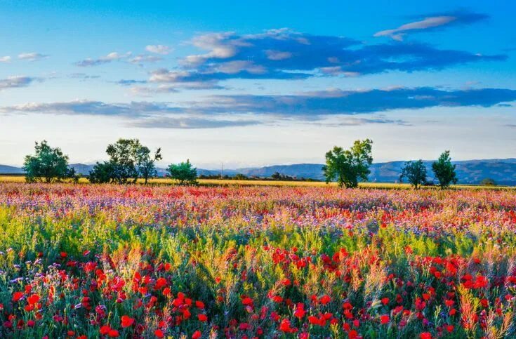 Красивые цветочные поля фото Red poppy field poster Wall decor in 2024 Poppy field, Flower field, Poppy paint