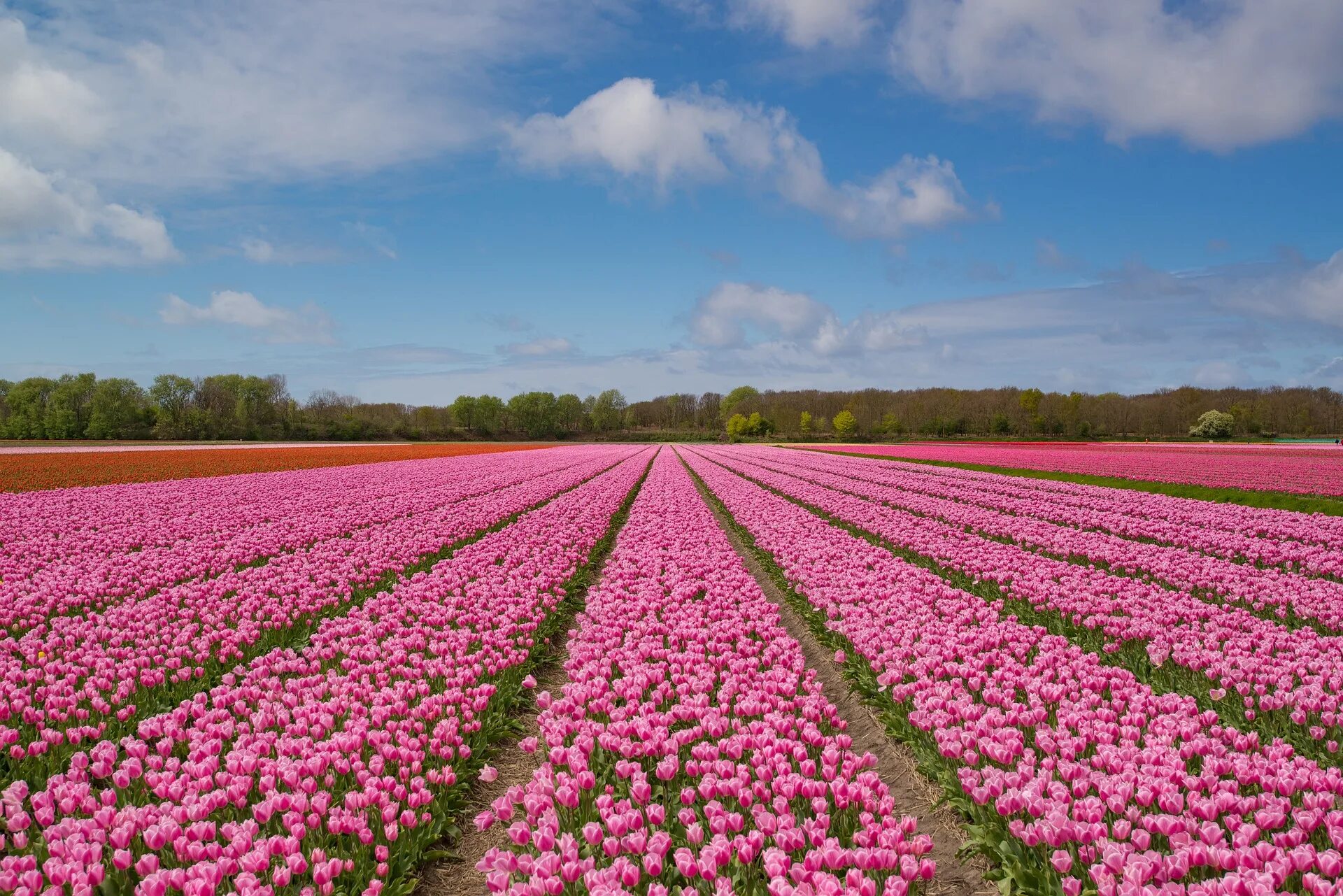 Красивые цветочные поля фото Visiting the Netherlands during Tulip Season - Holland.com