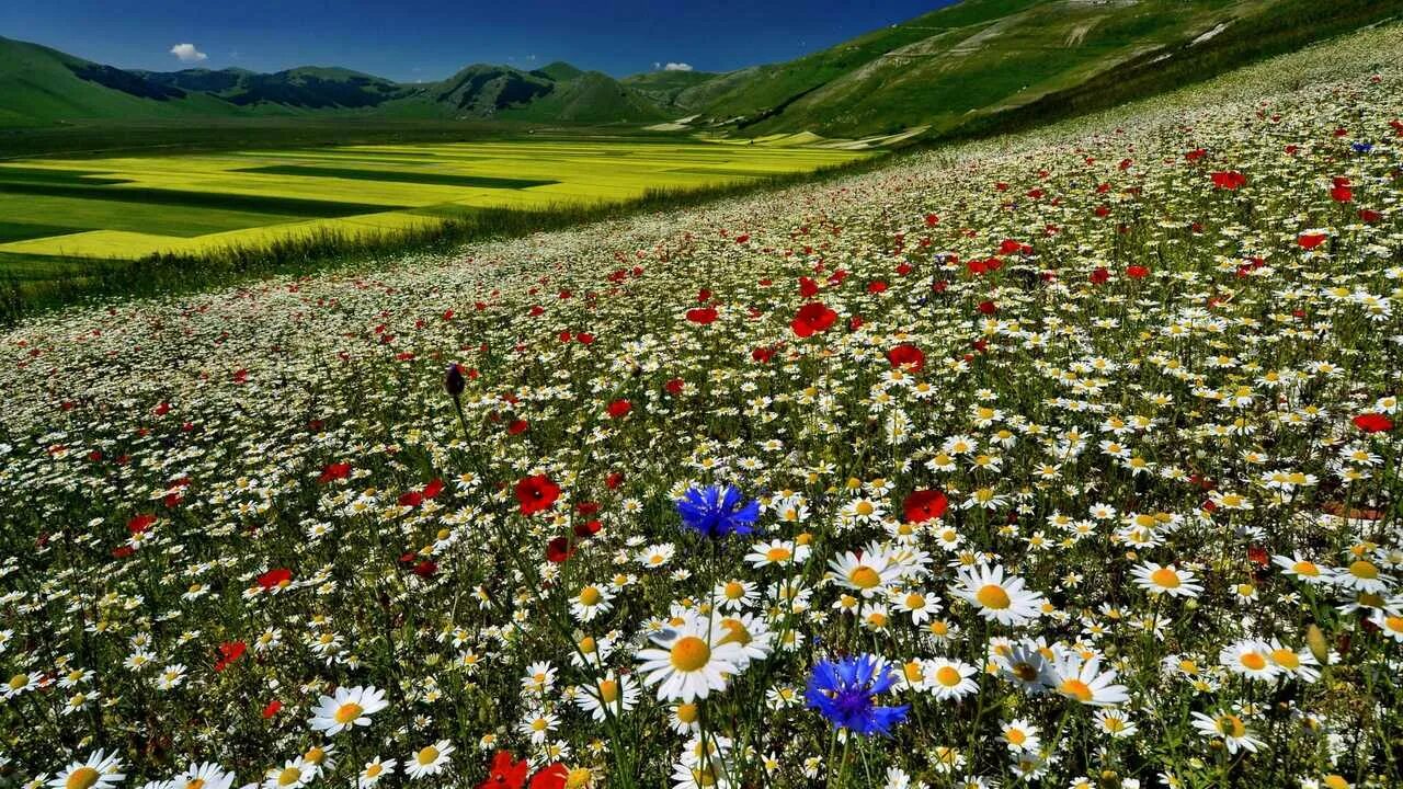 Красивые цветочные поля фото Купить картина на холсте 60x110 LinxOne "Природа, пейзаж, натура, флора, цены в 
