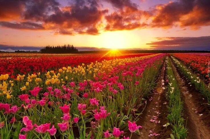 Красивые цветочные поля фото Tulipany, Plantacja, Zachód słońca, Chmury Tulips, Sunset wallpaper, Planting fl