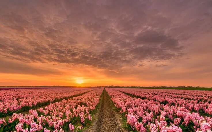 Красивые цветочные поля фото Цветы на закате (57 фото) Flower desktop wallpaper, Spring wallpaper, Nature des