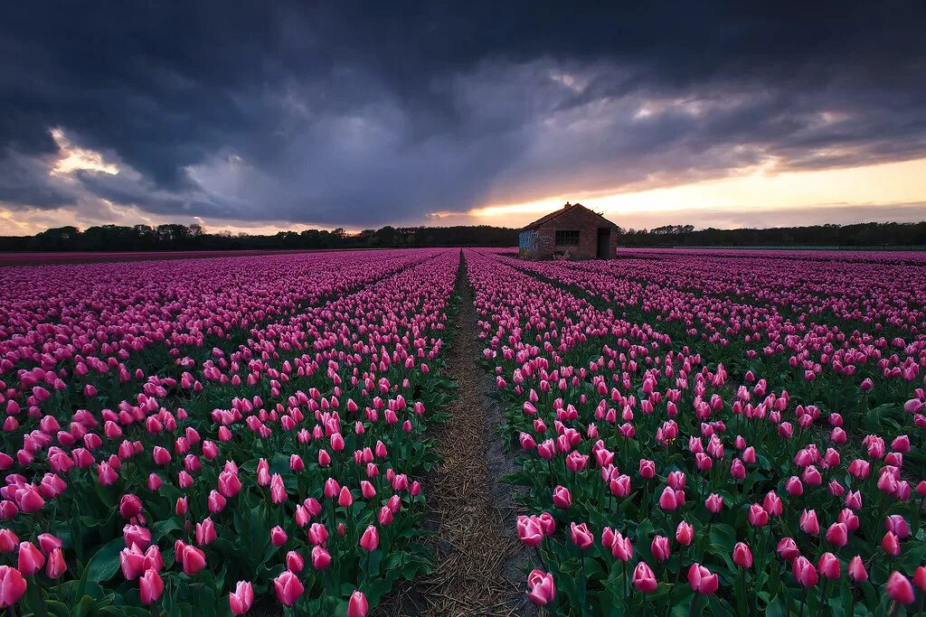 Красивые цветочные поля фото Tulip fields, The Netherlands Taken at sunset! You can fin. Flickr